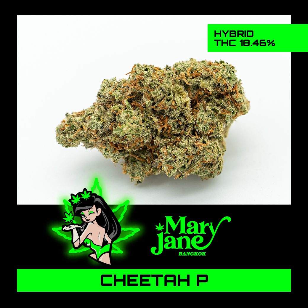 Cheetah P cannabis strain