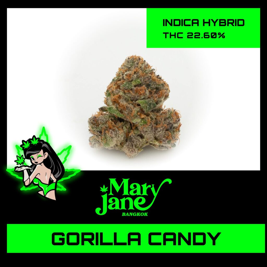 Gorilla Candy Strain Mary Jane Thailand