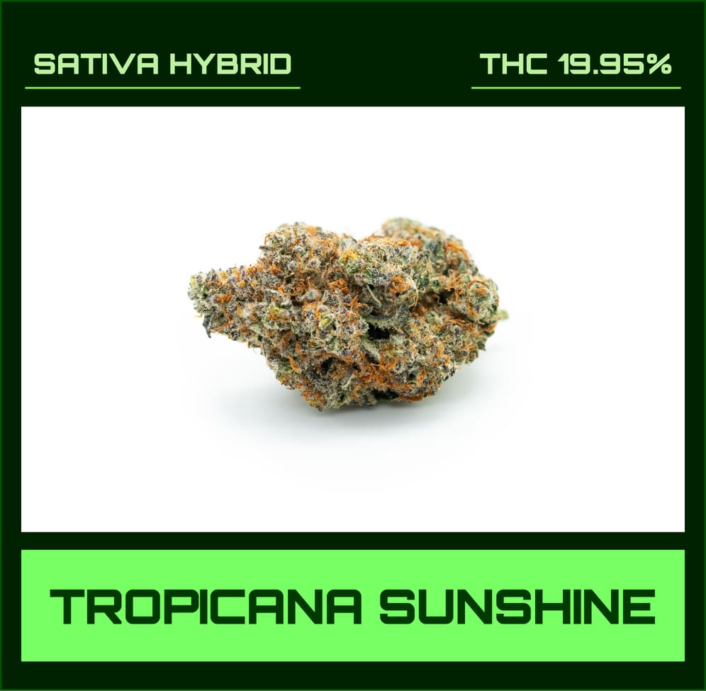 Tropicana Sunshine