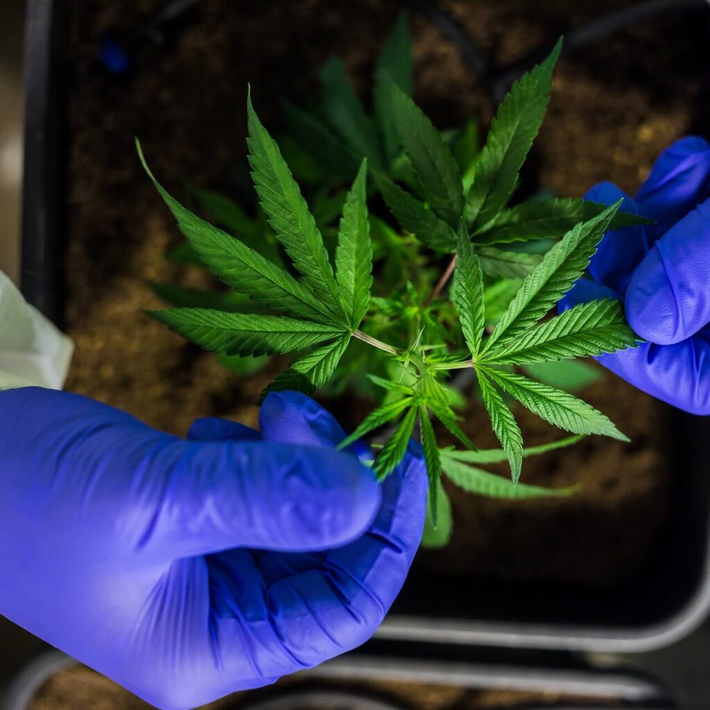 Weed Jobs in Thailand