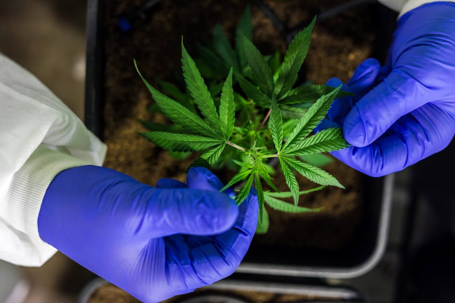 Weed Jobs in Thailand