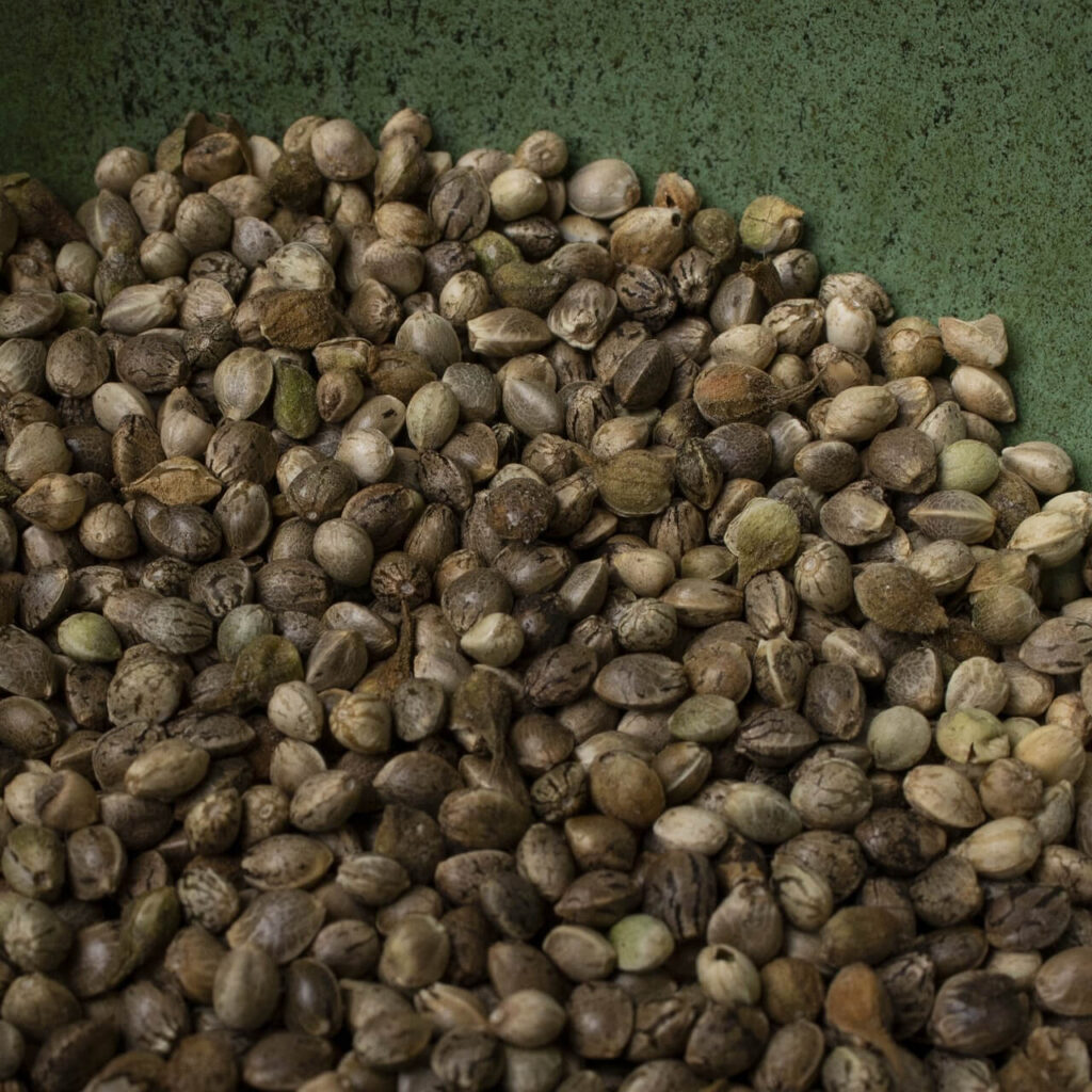 The Ultimate Guide to Buying Quality Cannabis Seeds Online