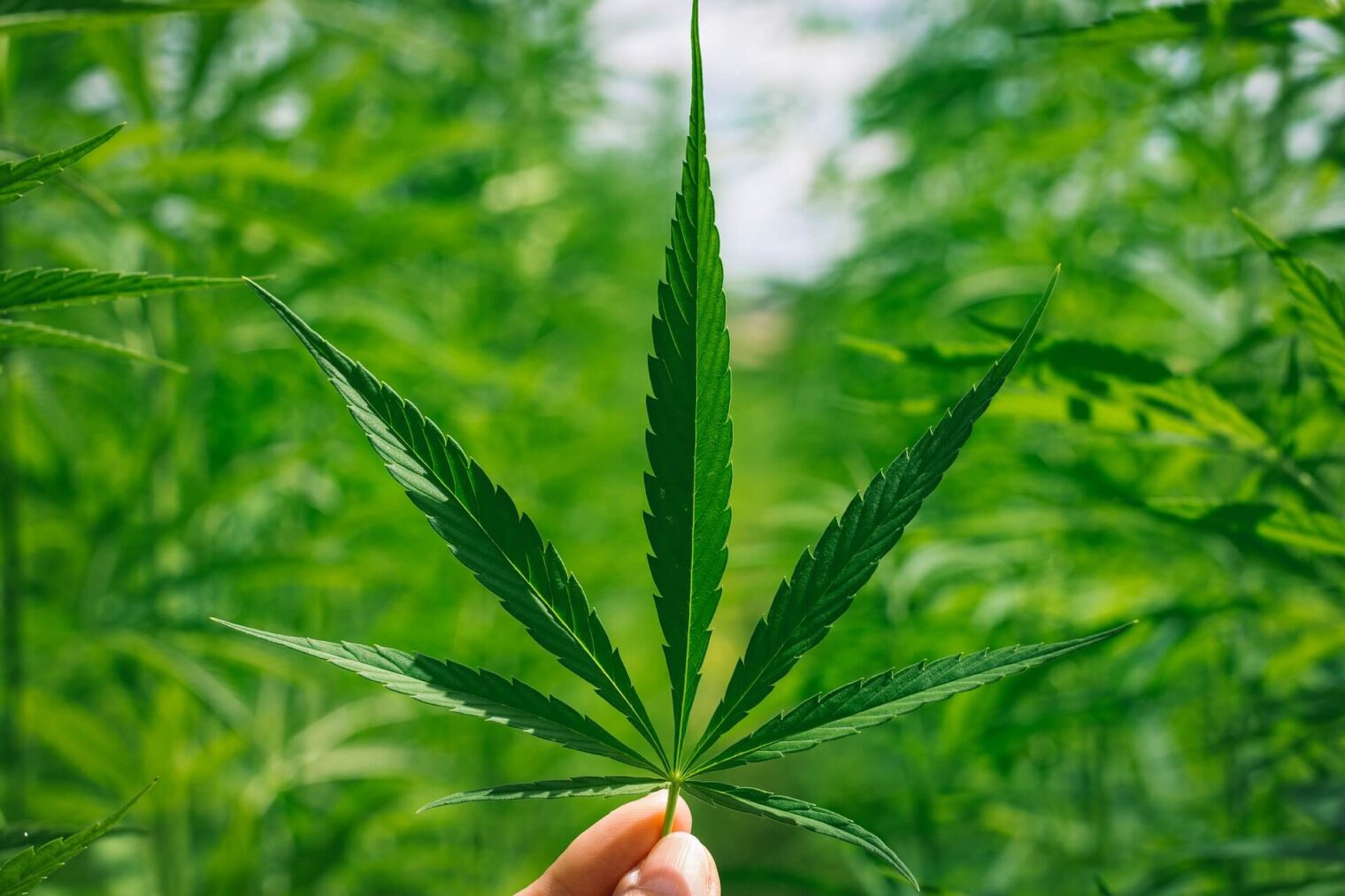 Medical Marijuana in Thailand