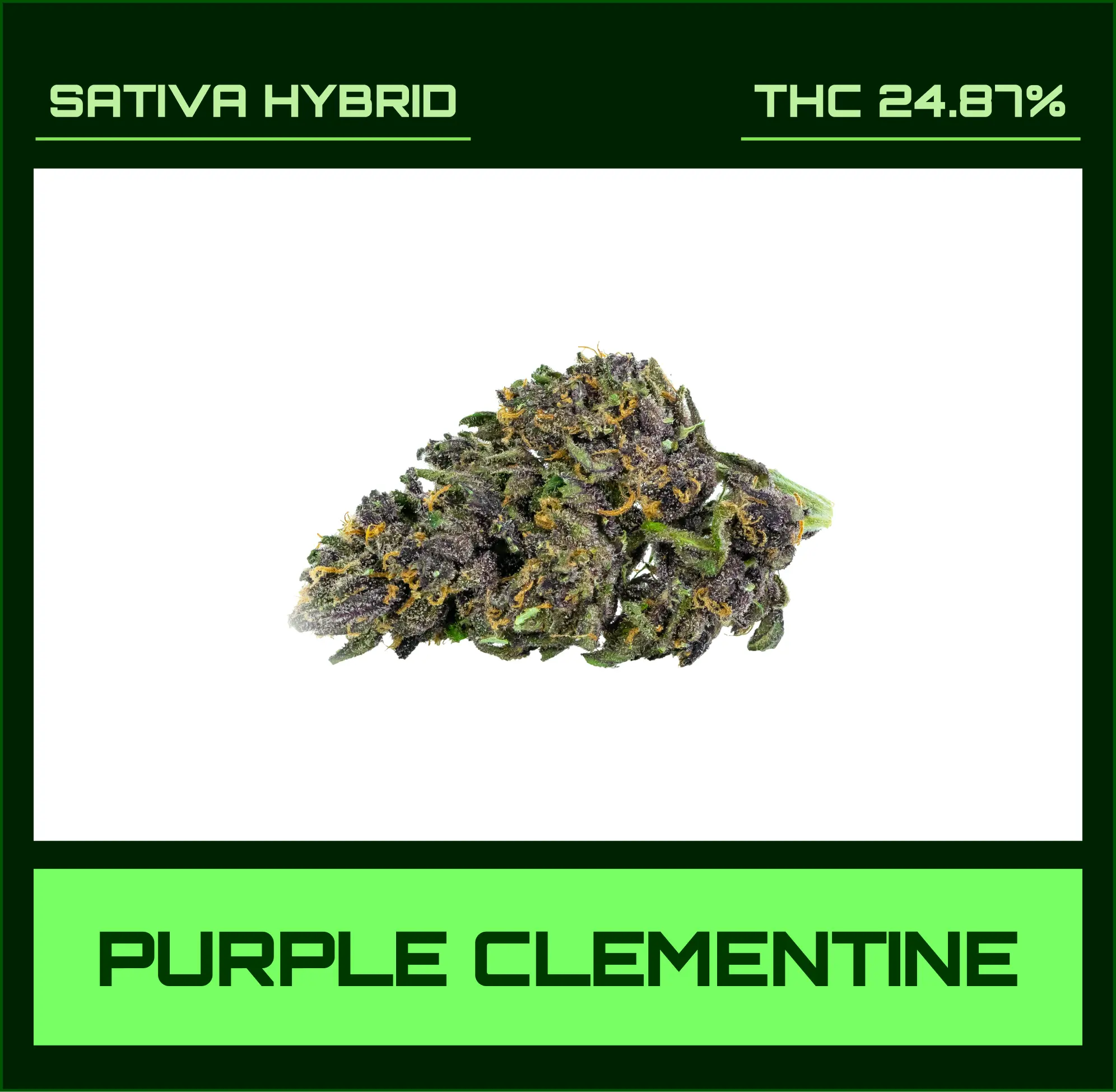 Purple Clementine