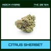 CITRUS SHERBET