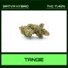 TANGIE
